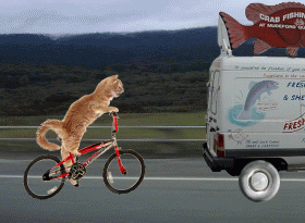 Course pour un poisson